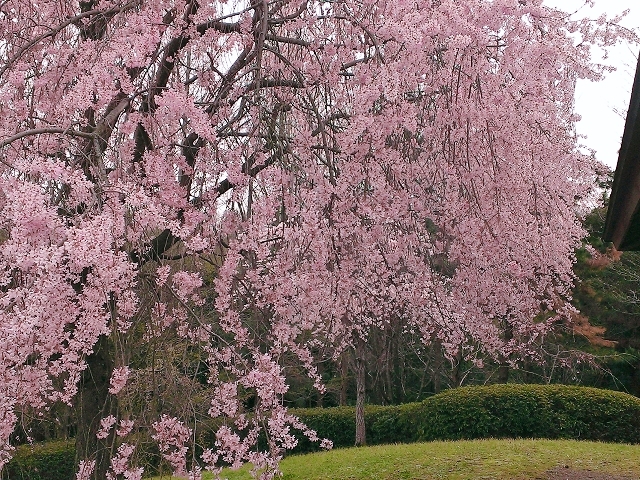 びわこ文化公園に行ってきました②